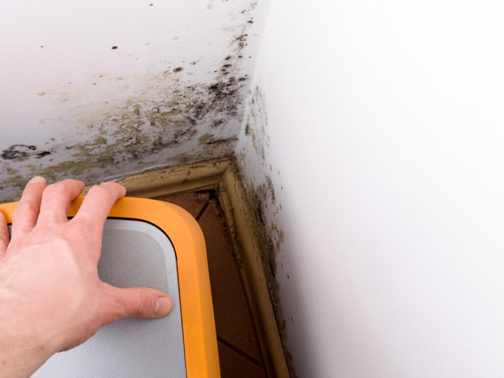 Mould and Mildew Problems in Corner