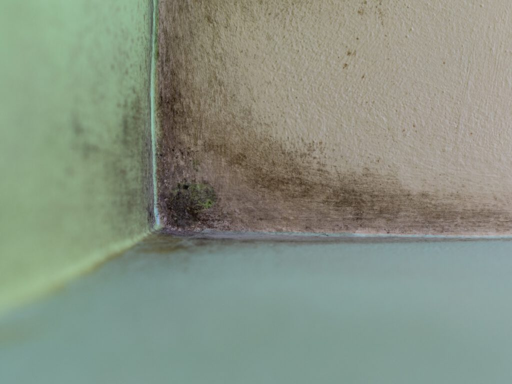 Mildew Growth in Corner of Wall