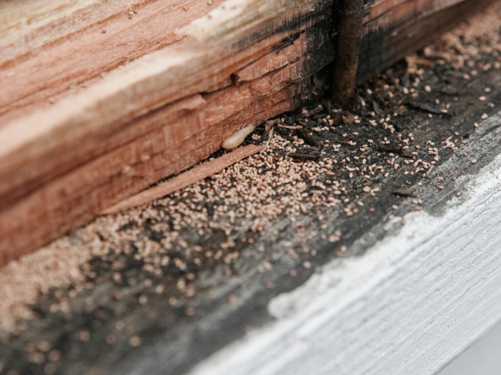 Termite Damage on Wood