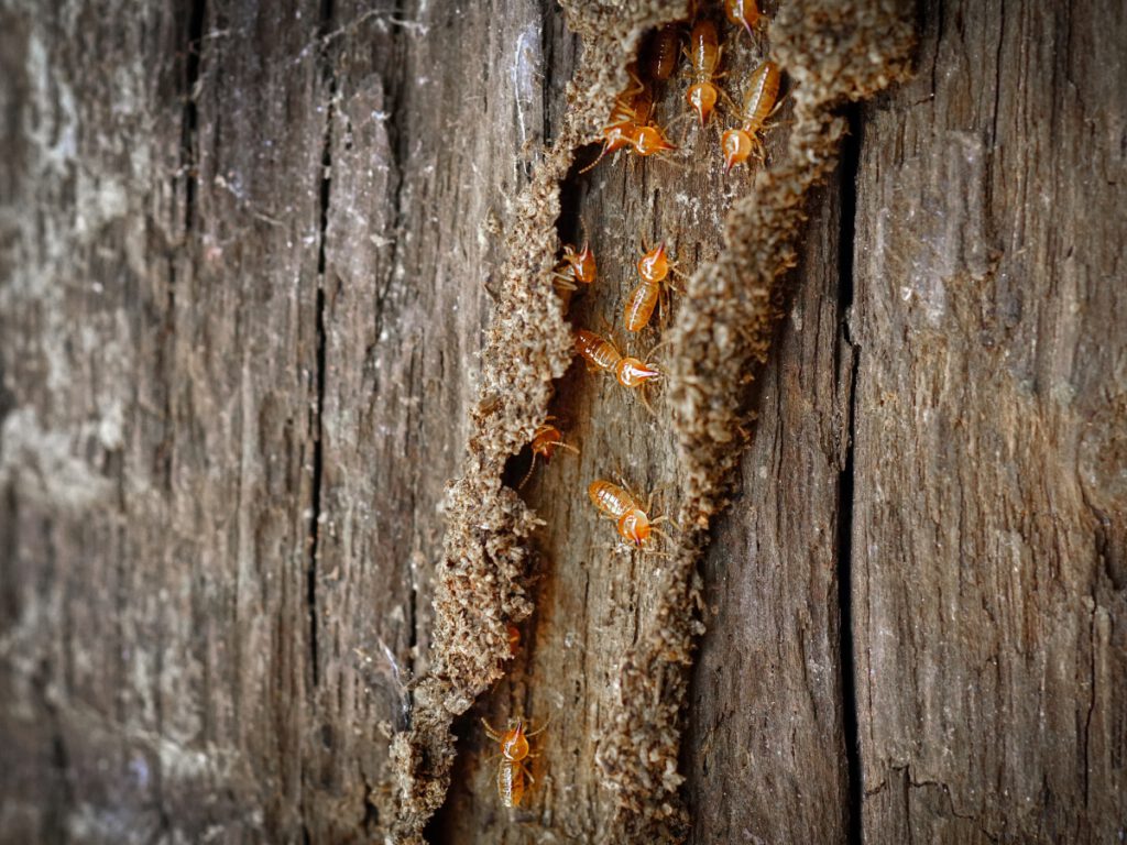 Termites Infesting Wood
